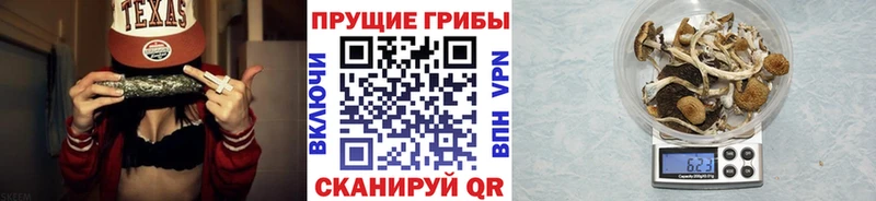 Купить где  Железногорск-Илимский  Галлюциногенные грибы Psilocybe 